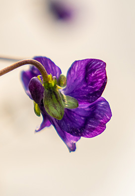 Illustration violette