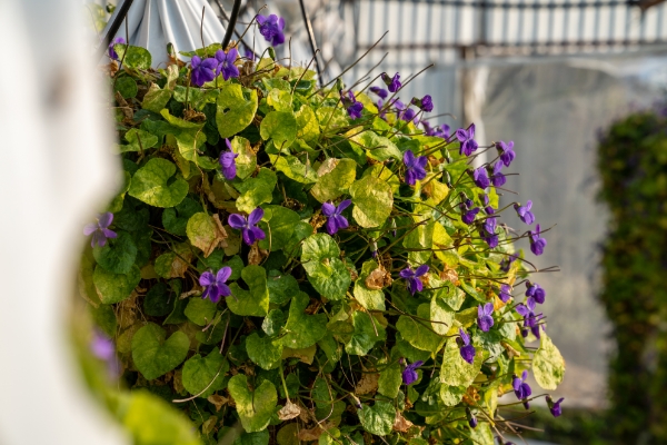 Fleurs à Croquer